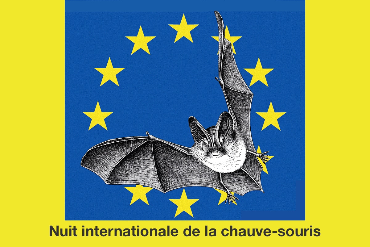 Nuit internationale de la chauve-souris